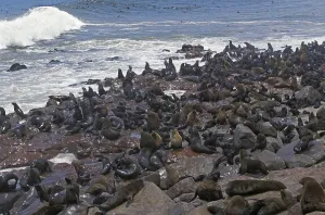SOUTH AFRICAN FUR SEAL (arctocephalus pusillus)