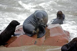 South African Fur Seal (arctocephalus pusillus)
