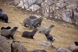 South African Fur Seal (arctocephalus pusillus)