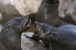 South African Fur Seal (arctocephalus pusillus)