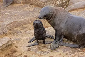 South African Fur Seal (arctocephalus pusillus)