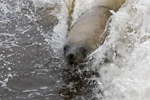 South African Fur Seal (arctocephalus pusillus)