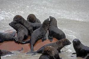 South African Fur Seal (arctocephalus pusillus)
