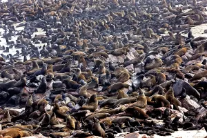 South African Fur Seal (arctocephalus pusillus)