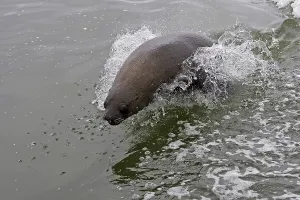 South African Fur Seal (arctocephalus pusillus)