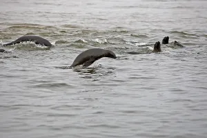 South African Fur Seal (arctocephalus pusillus)
