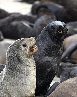 South African Fur Seal (arctocephalus pusillus)