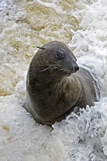 South African Fur Seal (arctocephalus pusillus)