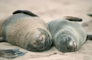 South African Fur Seals (Arctocephalus pusillus)