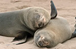 South African Fur Seals (Arctocephalus pusillus)