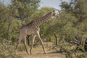 South African giraffe (Giraffa camelopardalis giraffa) running