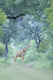 South African Giraffe (Giraffa camelopardalis giraffa) standing on trail under big trees in green rainforest