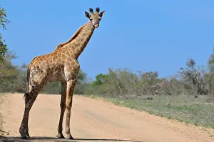 South African giraffe or Kapgiraffe (Giraffa giraffa giraffa)
