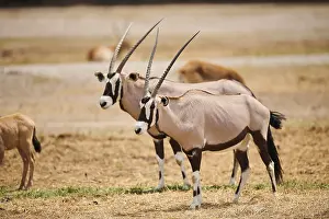 South African oryx (Oryx gazella) in the dessert