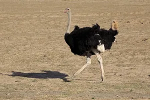 South African Ostrich (Struthio camelus australis)