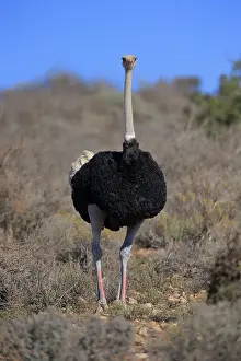South African ostrich (Struthio camelus australis)