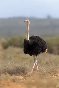 South African ostrich (Struthio camelus australis)