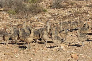 South African ostrich (Struthio camelus australis)