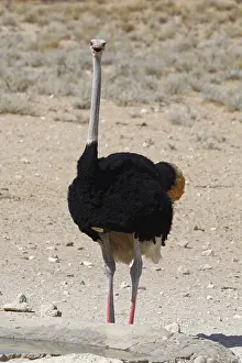 South African ostrich (Struthio camelus australis)