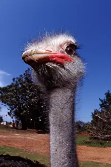 South African ostrich, Struthio camelus australis