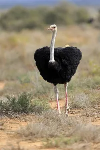 South african ostrich (Struthio camelus australis)