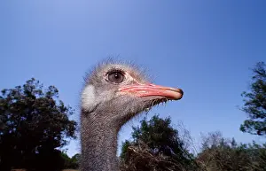 South African ostrich, Struthio camelus australis