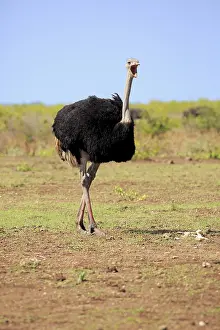 South African ostrich (Struthio camelus australis)