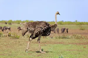 South African ostrich (Struthio camelus australis)
