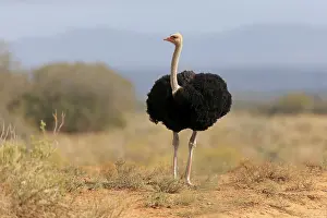 South African ostrich (Struthio camelus australis)