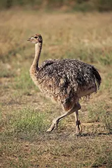 South African ostrich (Struthio camelus australis)