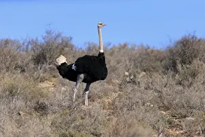 South African ostrich (Struthio camelus australis)