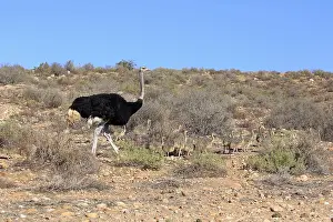 South African ostrich (Struthio camelus australis)