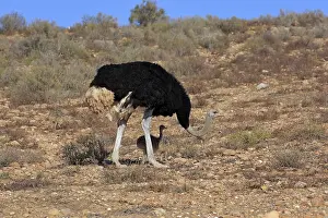 South African ostrich (Struthio camelus australis)