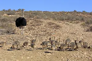 South African ostrich (Struthio camelus australis)