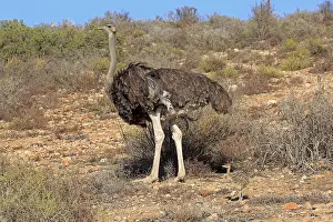 South African ostrich (Struthio camelus australis)