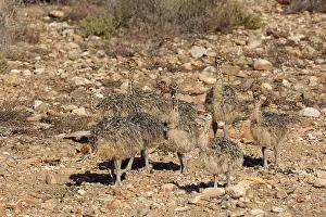 South African ostrich (Struthio camelus australis)