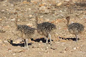 South African ostrich (Struthio camelus australis)