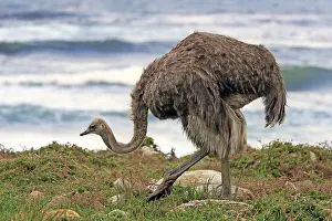 South African ostrich (Struthio camelus australis)