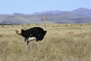 South African ostrich (Struthio camelus australis)