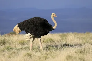 South African ostrich (Struthio camelus australis)