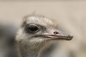 South African ostrich (Struthio camelus australis)