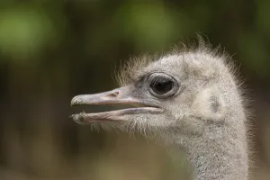 South African ostrich (Struthio camelus australis)