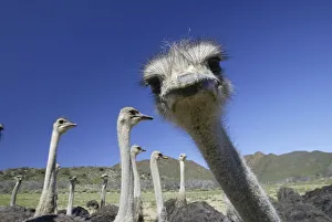 South african ostriches (Struthio camelus australis)