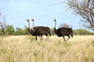 South African ostriches (Struthio camelus australis)