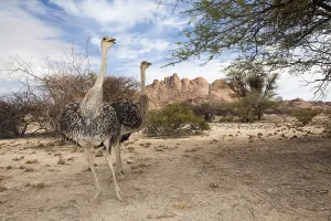 South African ostriches, Struthio camelus australis