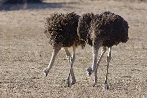 South African ostriches (Struthio camelus australis)