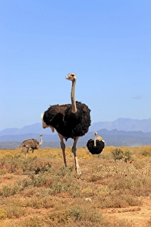 South African Ostrichs (Struthio camelus australis)