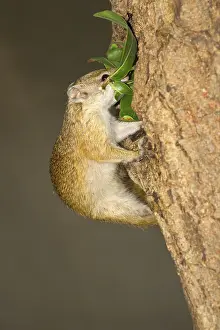 South African smith's bush squirrel (Paraxerus cepapi) adult