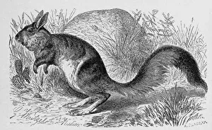 South african springhare (Pedetes capensis) is a rodent of South and East African semi-deserts and dry savannahs