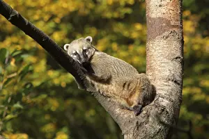 South American coati